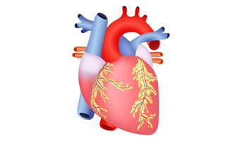 Herzstoffwechsel